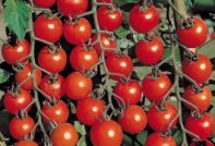 Pomodori per la regione di Rostov in piena terra