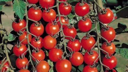 Tomaten voor de regio Rostov in volle grond