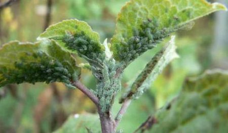 aphids van de bes