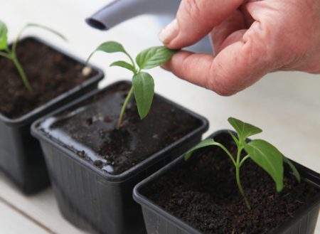 Når skal du plante pepper for frøplanter i 2017