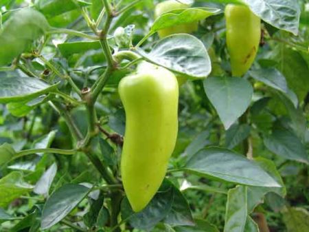 peper in de tuin