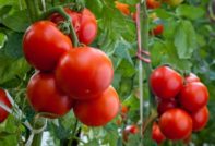 Varieties of tomatoes resistant to late blight for the Moscow region: for greenhouses and open ground