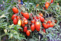 Tomato Silver Spruce: reviews, photos, description and description of the variety