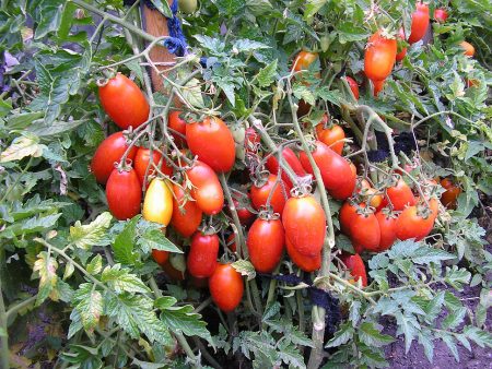 Tomato Silver Spruce: mga pagsusuri, larawan, paglalarawan at paglalarawan ng iba't-ibang