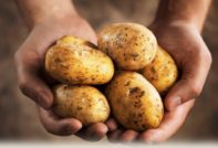 Potato Luck: paglalarawan at mga katangian ng iba't-ibang, larawan, mga pagsusuri