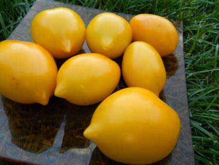 Tomato Wonder of the World: egenskaper og beskrivelse av variasjonen, foto, anmeldelser