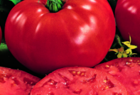 Tomato Beefsteak: reviews, characteristics and description of the variety