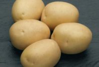 Potato Natasha: variasjonsbeskrivelse, bilder, anmeldelser