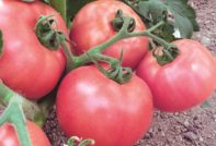 Tomato Pink Miracle: anmeldelser, egenskaper og beskrivelse av sorten