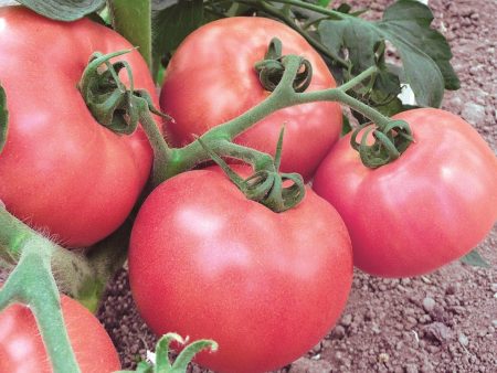 Tomato Pink Miracle: anmeldelser, egenskaper og beskrivelse av sorten