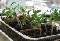 Gunstige dagen voor een duik met tomaten in april 2017