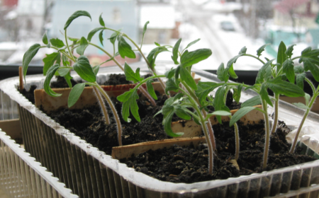 Gunstige dagen voor een duik met tomaten in april 2017