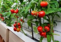 tomaten balkon wonder groeit