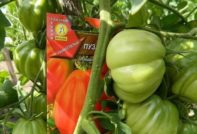 Tomato Puzata hut: reviews, photos, yield, characteristics and description of the variety