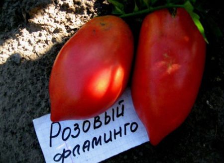 Tomato Pink flamingo: kjennetegn og beskrivelse av variasjonen, anmeldelser, bilder