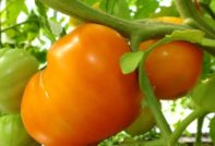 Tomato Orange heart: characteristics and description of the variety, reviews