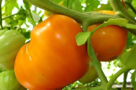 Tomato Orange heart: mga katangian at paglalarawan ng iba't-ibang, mga pagsusuri