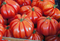 American ribbed tomato: reviews, characteristics and description of the variety