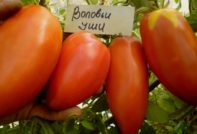 Tomato Cow ears: reviews, photos, description and description of the variety