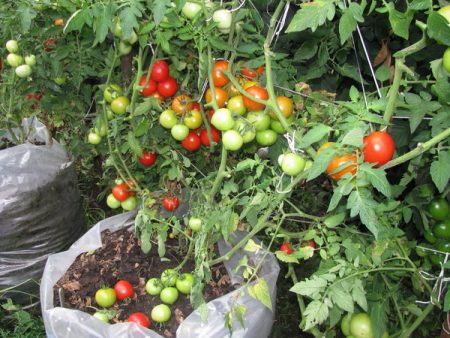 Tomato Octopus: mga katangian at paglalarawan ng iba't-ibang, mga pagsusuri, mga larawan, na nagtanim