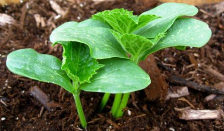 Gunstige dagen voor het planten van komkommers in mei 2017