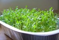 Watercress: lumalaki sa windowsill