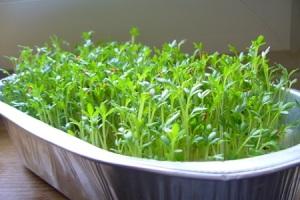 Watercress: lumalaki sa windowsill