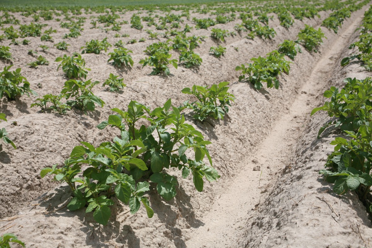 Engrais De Pommes De Terre Avant Mise La Terre Assaisonnement