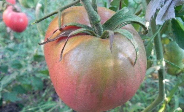 Tomato Fidelio Characteristics And Description Of The Variety Yield