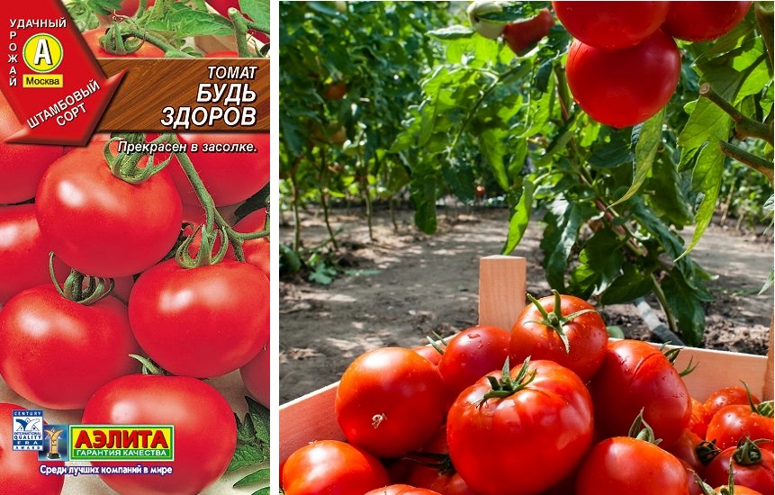 Tomate Seja Saud Vel Caracter Sticas Da Variedade Descri O Cr Ticas Produtividade