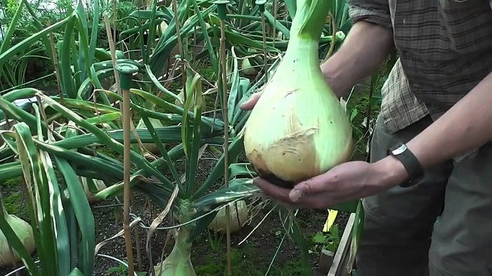 Cebolla Exibischen Creciendo A Partir De Semillas Cu Ndo Plantar