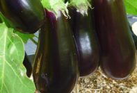 Aubergine in de tuin