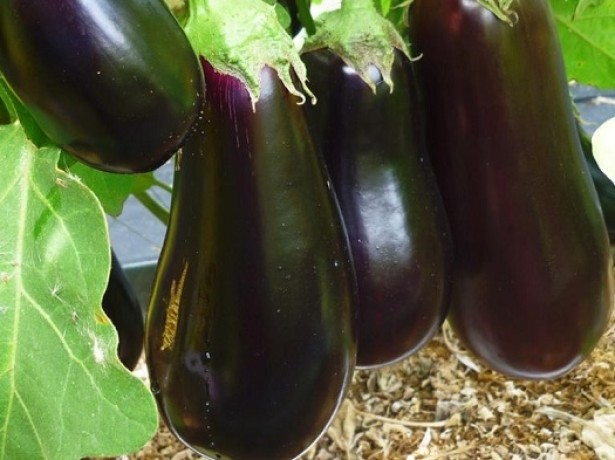 Aubergine in de tuin