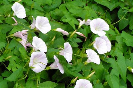 bindweed