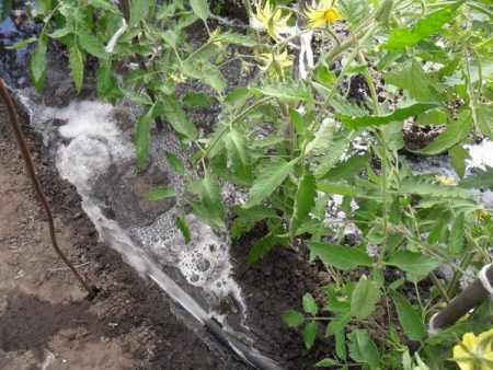 Bloeiende tomaten water geven