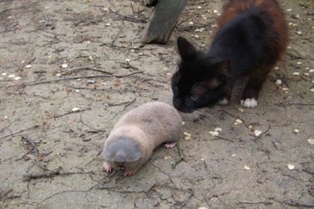 Ang pusa ay maaaring manghuli para sa mga daga ng nunal at nunal.