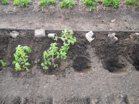 Tomaten planten