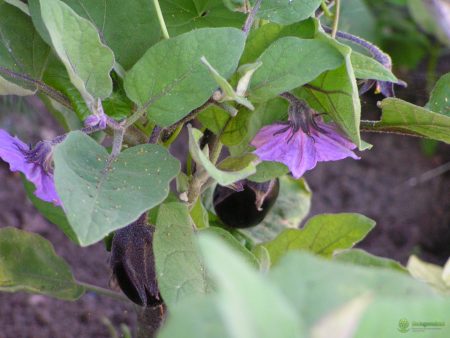 Aubergine blomstrer