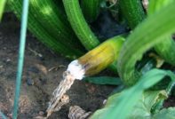 Courgettrot in de tuin