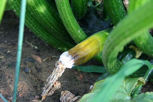 Courgettrot in de tuin