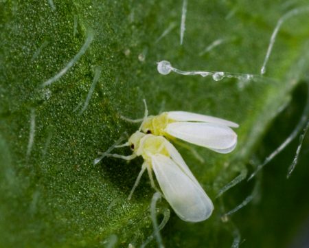 Greenfly whitefly