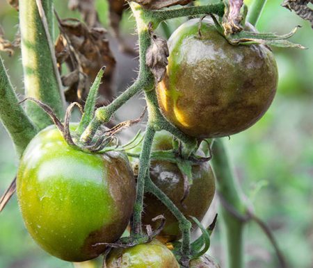 Green kamatis