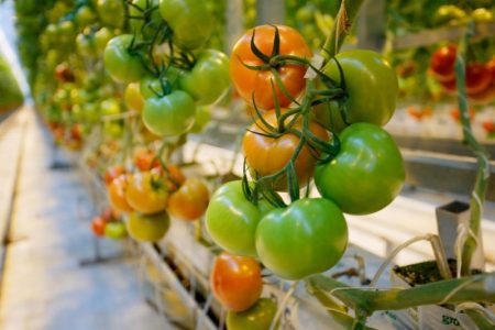 Tomaten in de kas