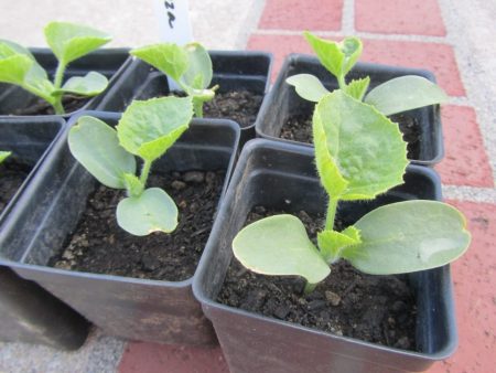 melon seedlings