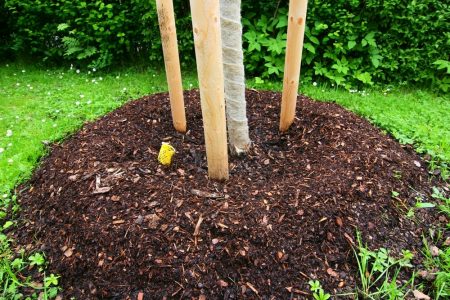 Mulch perenstammen