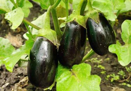 Fersk aubergine