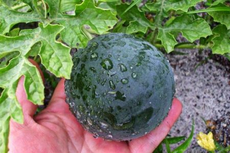 Watermeloen in de tuin