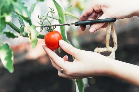 Tomaten Snijden