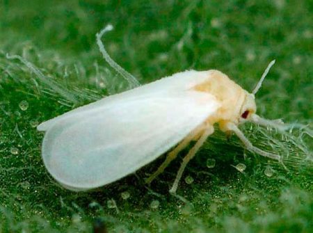 whitefly på tomat