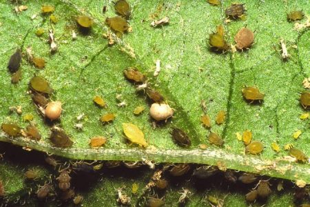 Aphids